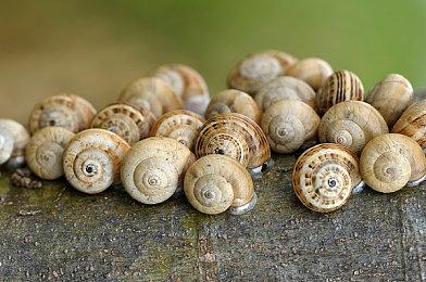 传闻：《F1 2022》将引入超级跑车 新增F1 Life模式